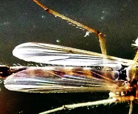maschio di Chironomidae